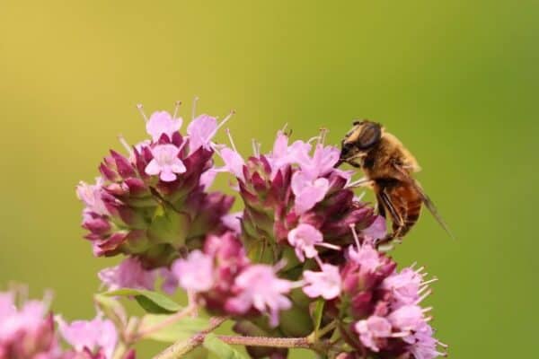 Cruydt Hoeck Wilde Marjolein