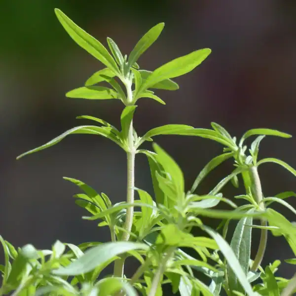 bonenkruid-happy-seeds Bonenkruid