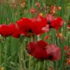 Papaver Scarlet