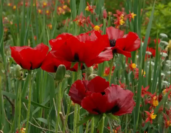 Papaver Scarlet