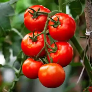Tomaten Phyros F1