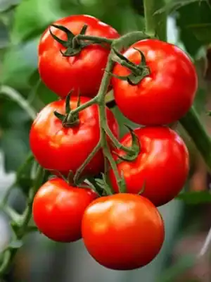 Tomaten Phyros F1