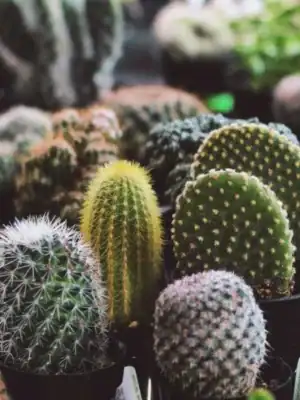 Cactus Mix Cactus Mix