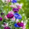 Korenbloem mix