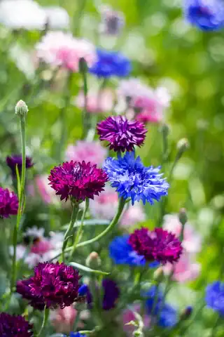 Korenbloem mix