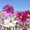 Cosmea Early Sensation