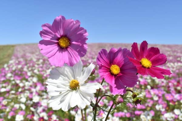 Cosmea Early Sensation