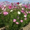 Cosmea Early Sensation