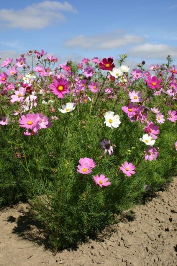 Cosmea Early Sensation