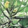 Courgette Black Forest F1