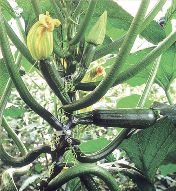 Courgette Black Forest F1