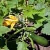 Courgette Black Forest F1