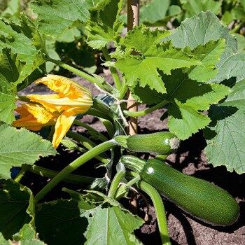 Courgette Black Forest F1