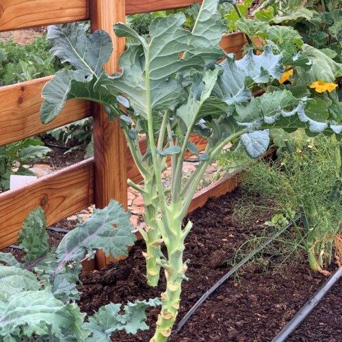 couve-tronchuda-500x500 Mergkool Tronchuda