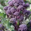 Summer Purple