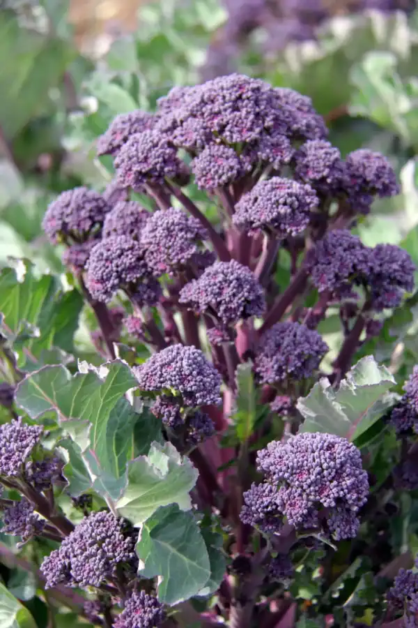 Summer Purple