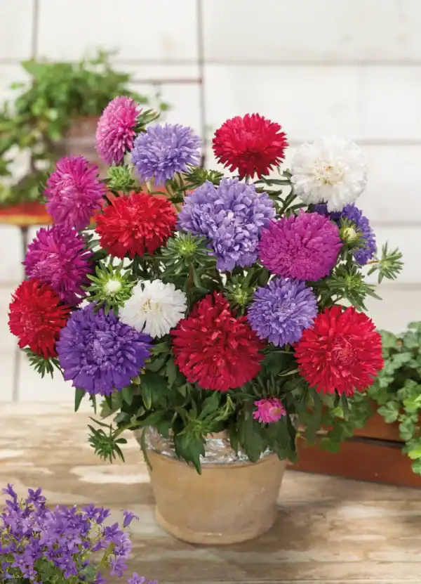 Aster langstelig gemengd