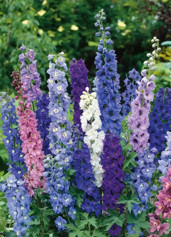 Delphinium cultorum Giant Pacific Mix