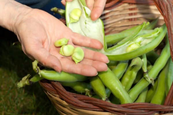 csm_tuinbonen_4081b48b22 Tuinbonen Leidse hangers