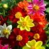 Dahlia Mignon Mix Dahlia Mignon Mix