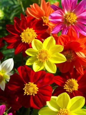 Dahlia Mignon Mix Dahlia Mignon Mix