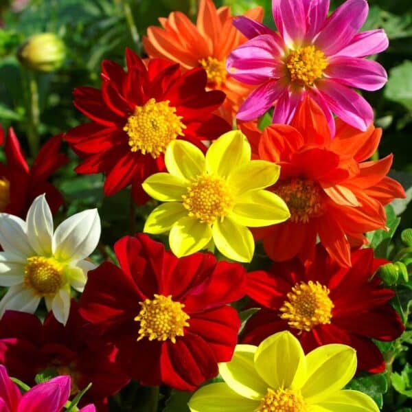 Dahlia Mignon Mix Dahlia Mignon Mix