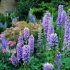 Delphinium cultorum Giant Pacific Mix Delphinium cultorum Giant Pacific Mix