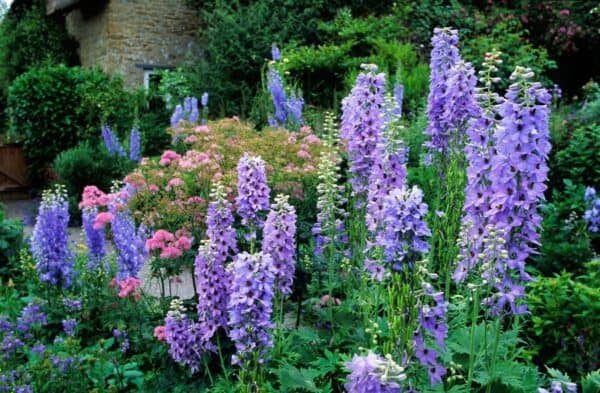 Delphinium cultorum Giant Pacific Mix