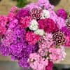 Dianthus Barbatus mix