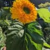 Zonnebloem Helianthus Annuus Double Sunking
