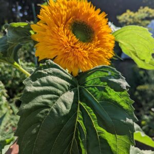 Zonnebloem Helianthus Annuus Double Sunking