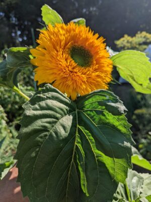 Zonnebloem Helianthus Annuus Double Sunking