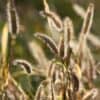 Gedroogd gras