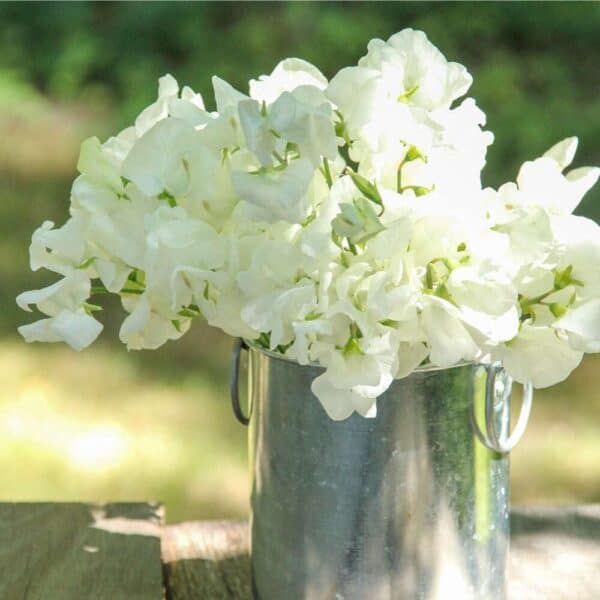 Siererwt Lathyrus Odoratus Royal Wedding