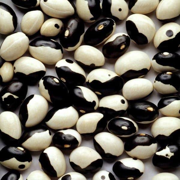 Stambonen Yin Yang