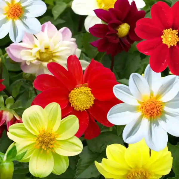 Dahlia Mignon Mix Dahlia Mignon Mix