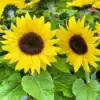 Zonnebloem Helianthus Annuus Gele Snij