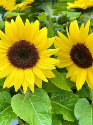 Zonnebloem Helianthus Annuus Gele Snij