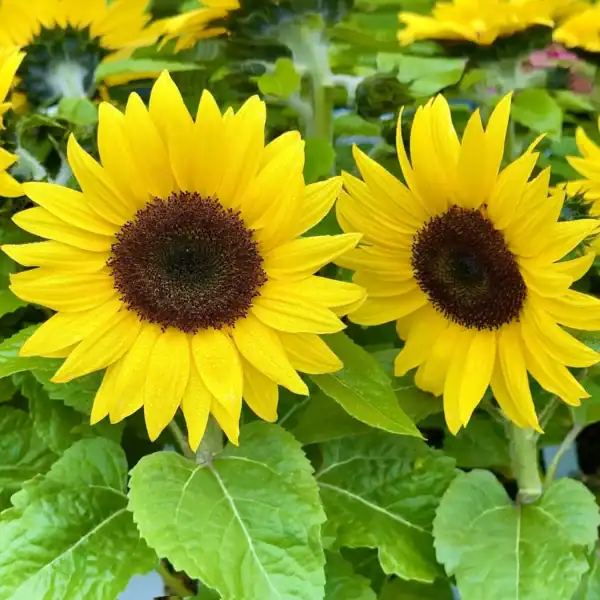 Zonnebloem Helianthus Annuus Gele Snij
