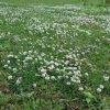 Witte klaver - Trifolium Repens