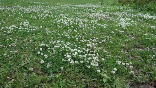 Witte klaver - Trifolium Repens