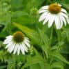 Echinacea purpurea Alba