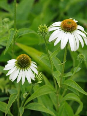 Echinacea purpurea Alba Echinacea purpurea Alba