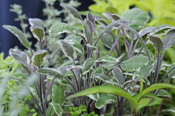 echte-salie-salvia-officinalis Salie