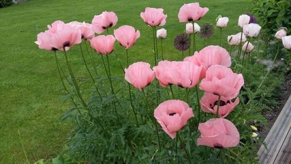Papaver oriëntale Coral Reef Papaver oriëntale Coral Reef
