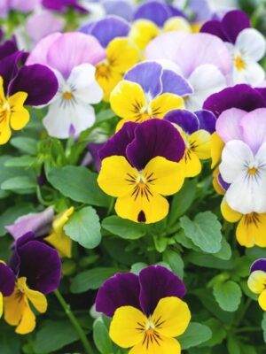 Viola cornuta Viola cornuta