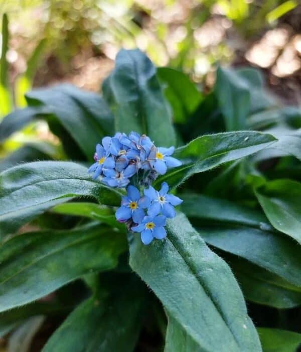 Vergeet-mij-niet Myosotis Indigo Blue Vergeet-mij-niet Myosotis Indigo Blue