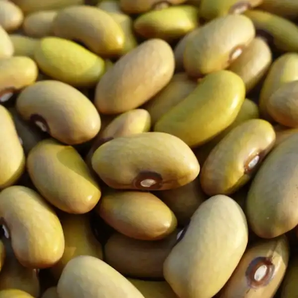 friese gele woudboon