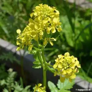 Gele mosterd bloem