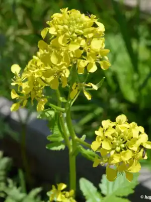 Gele mosterd bloem